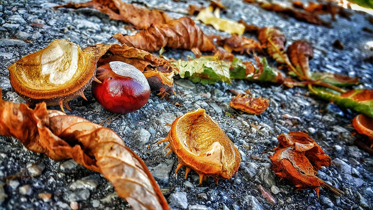 autumn leaves chestnut free photo