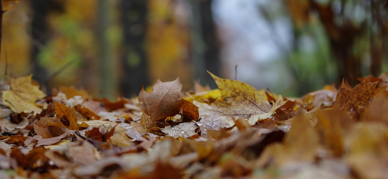 autumn leaf nature free photo