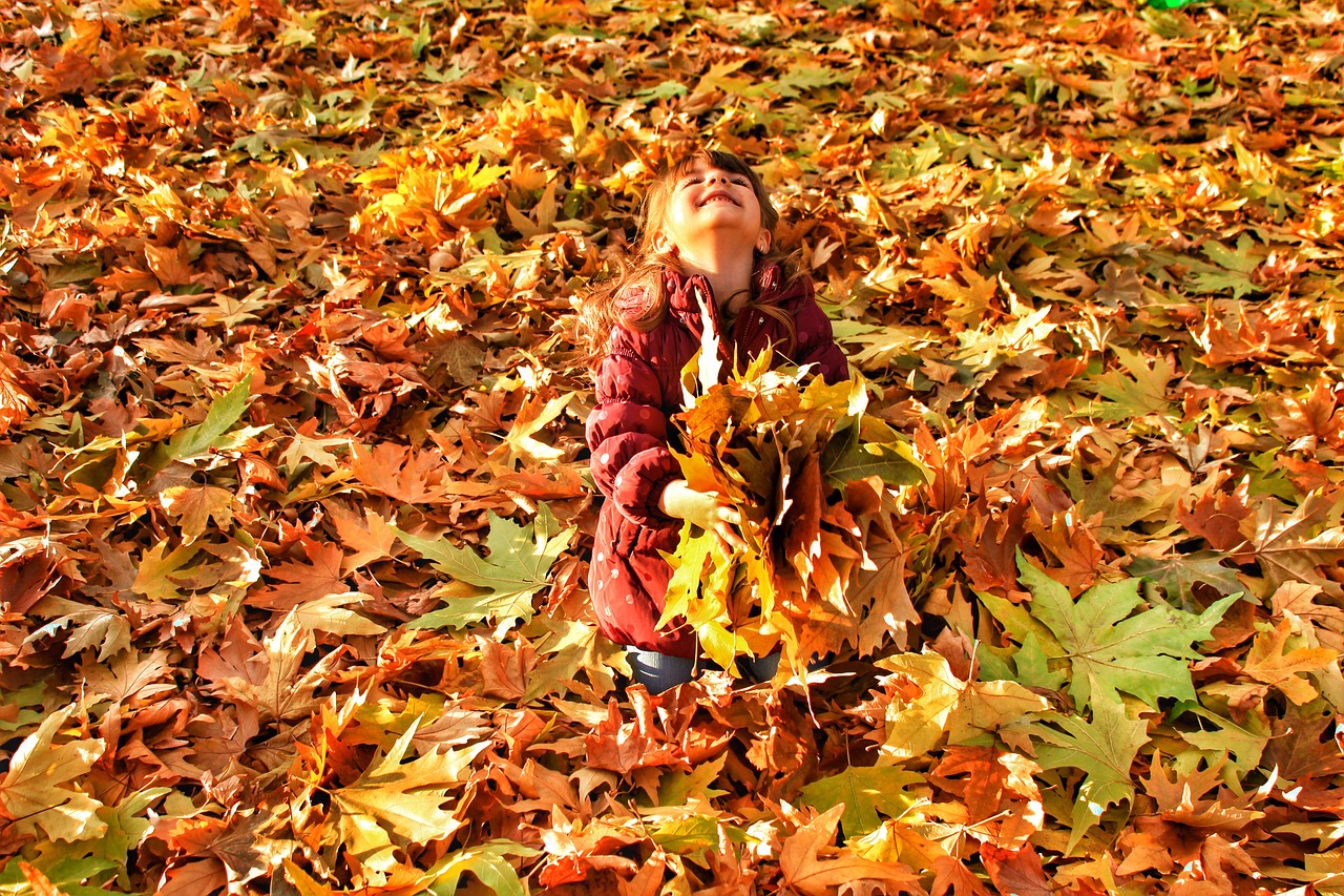 autumn leaves current season free photo