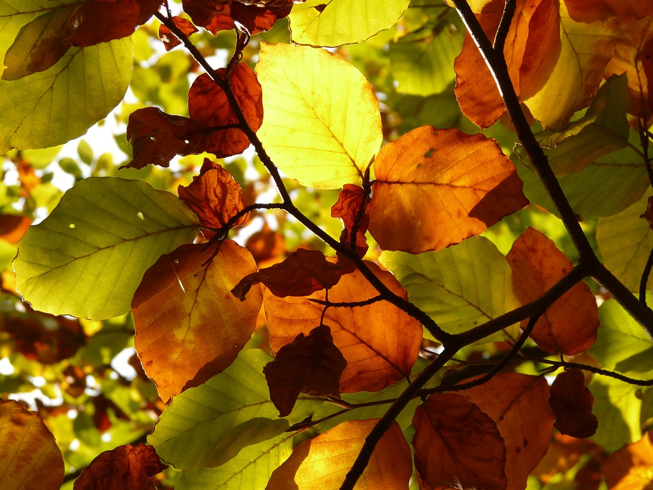 autumn forest tree free photo