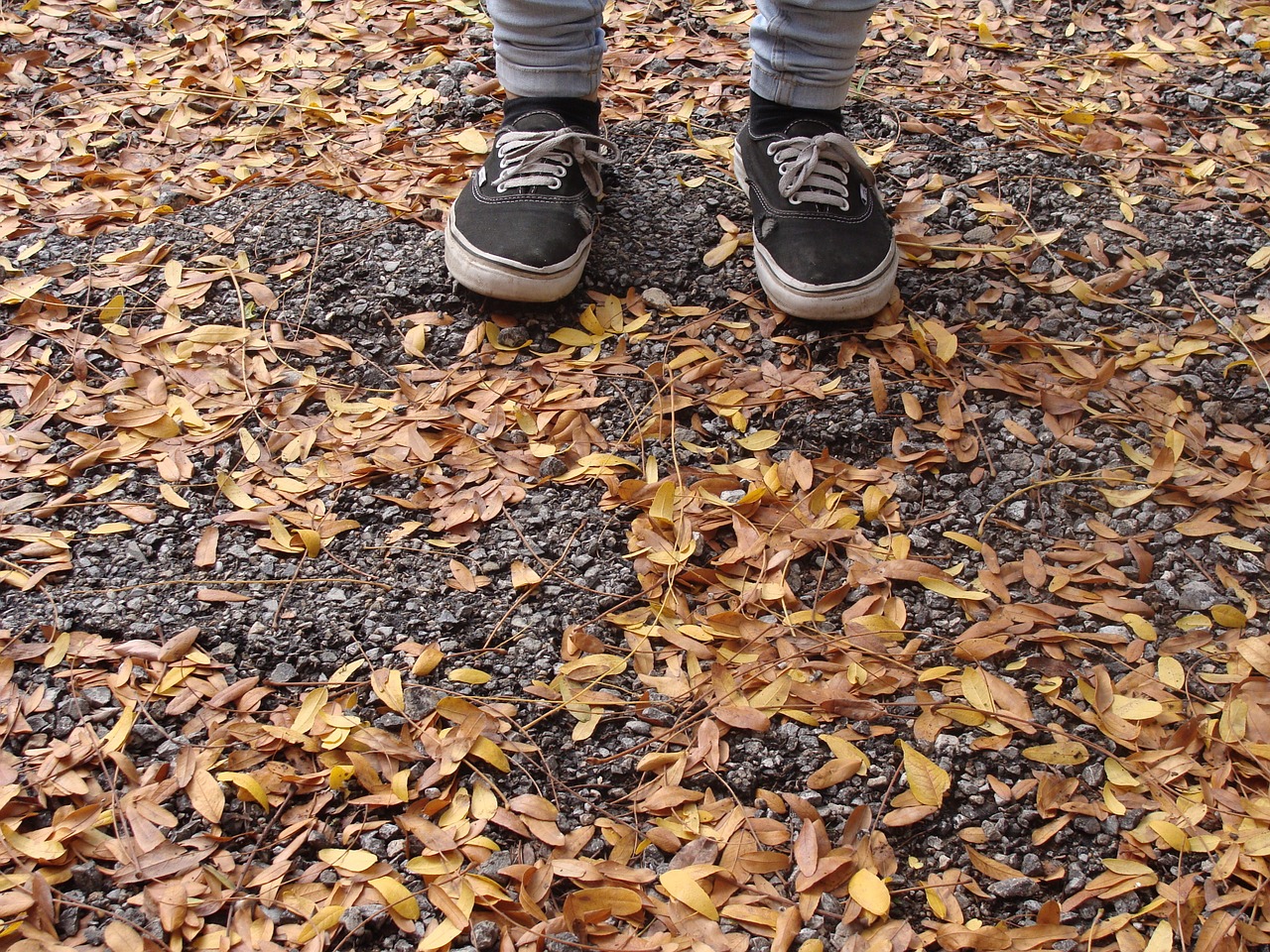 autumn leaves autumn leaves free photo