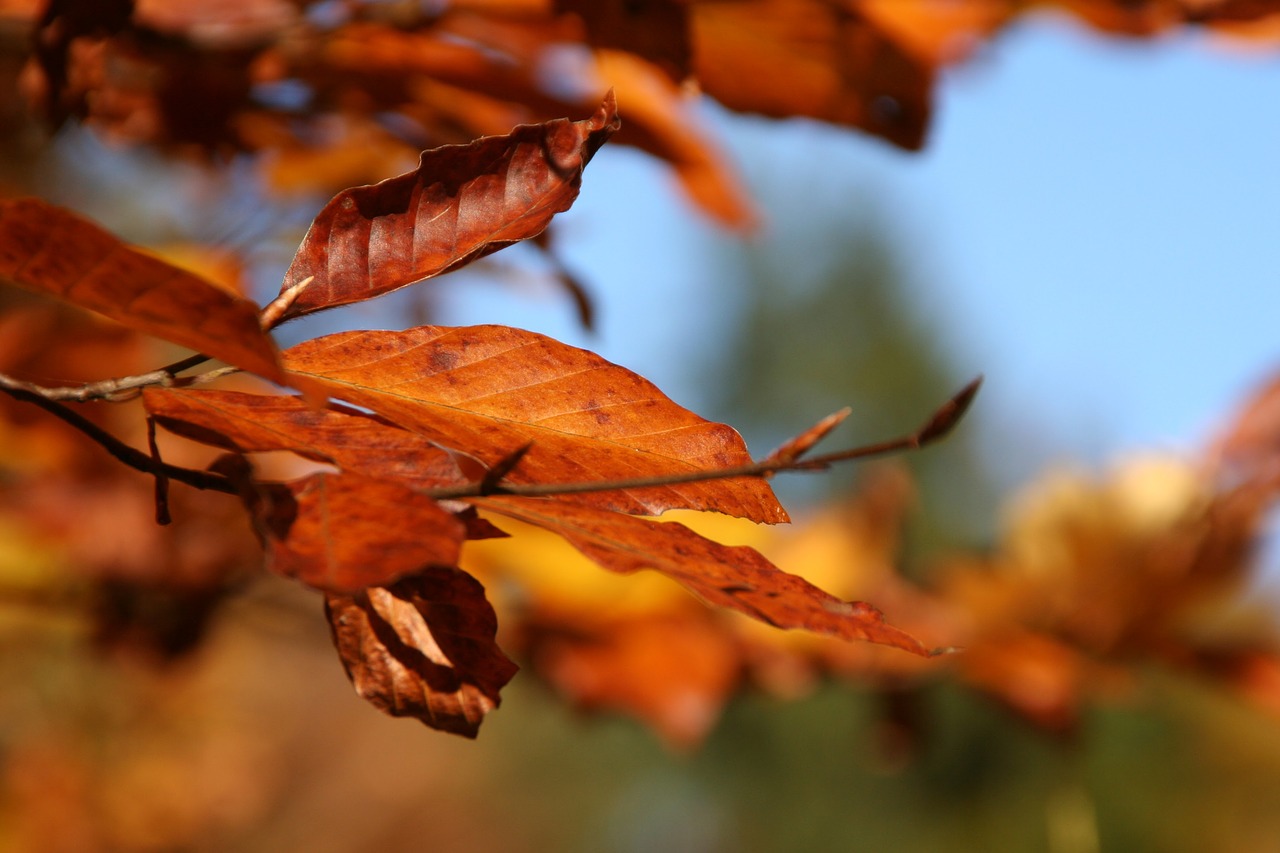 autumn leaf plant free photo