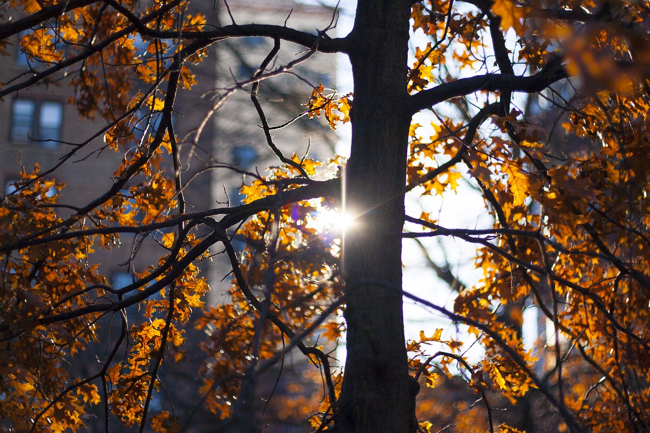 autumn tree sheet free photo