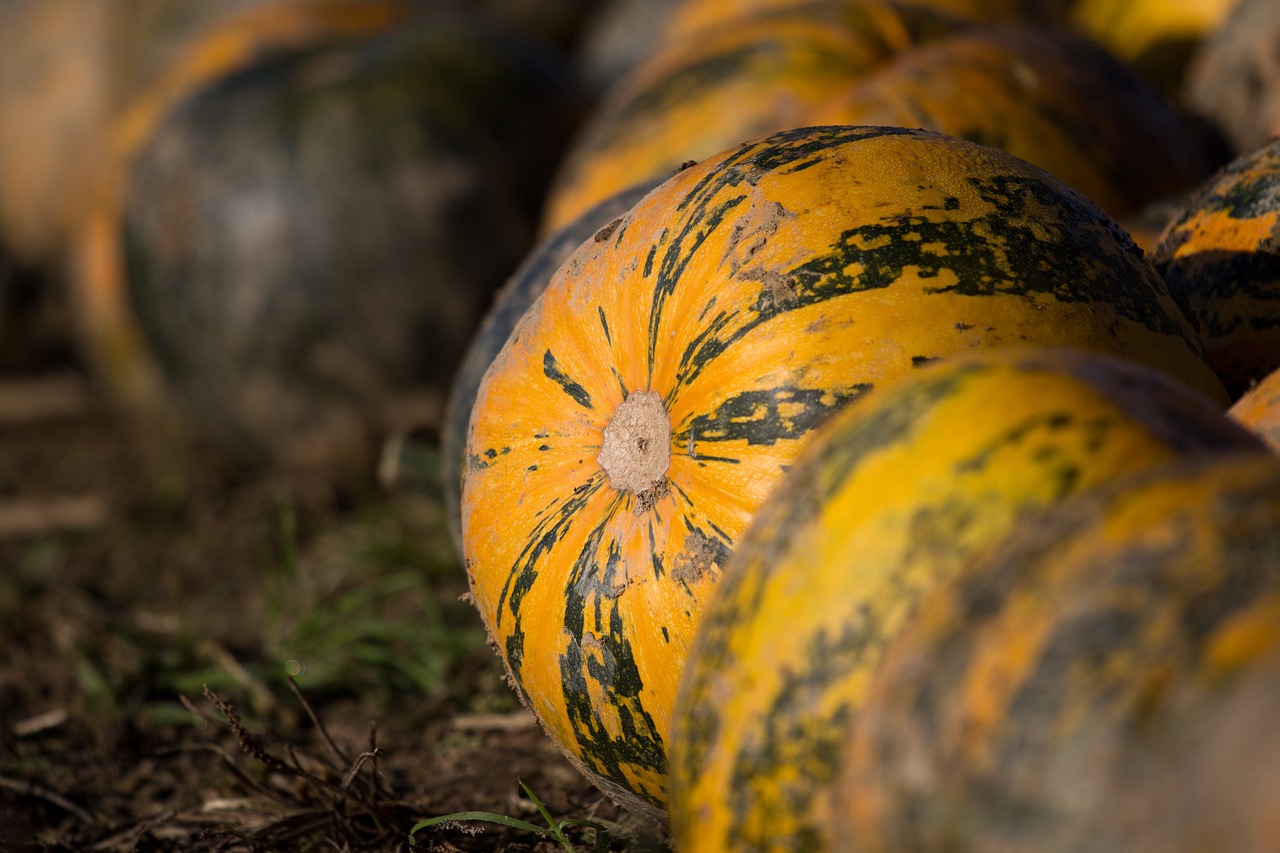 autumn pumpkin nature free photo