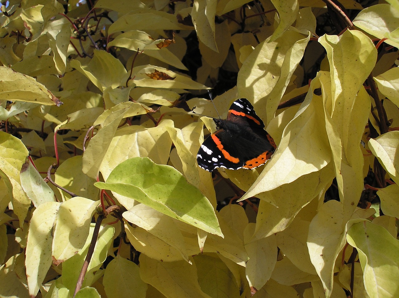 autumn butterfly sheet free photo