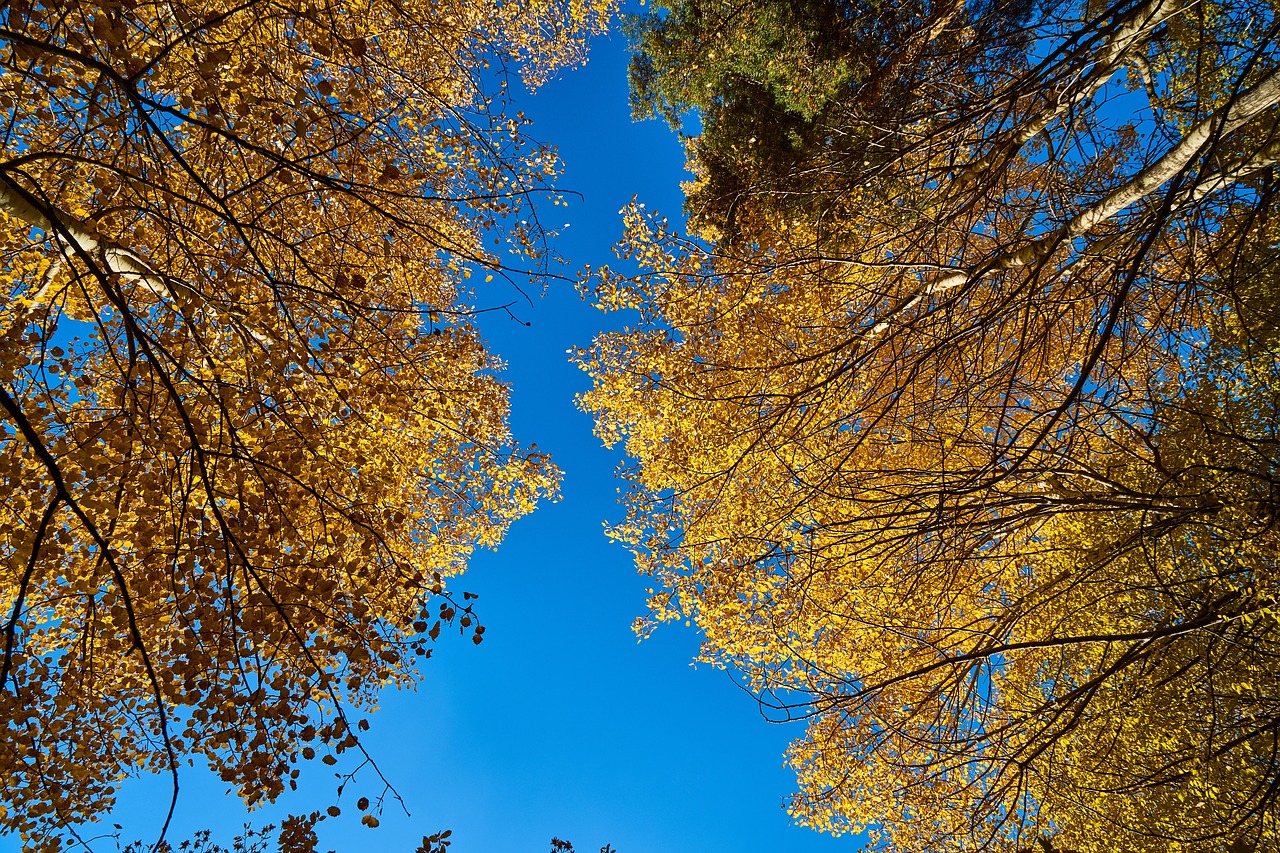 autumn tree current season free photo