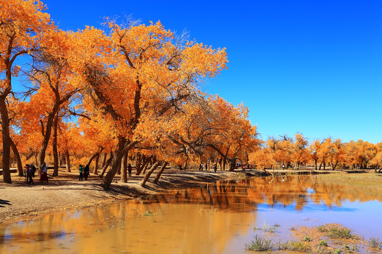 autumn tree nature free photo