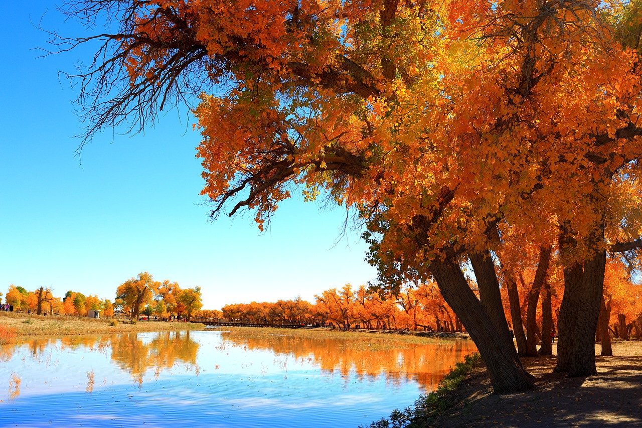 autumn tree nature free photo