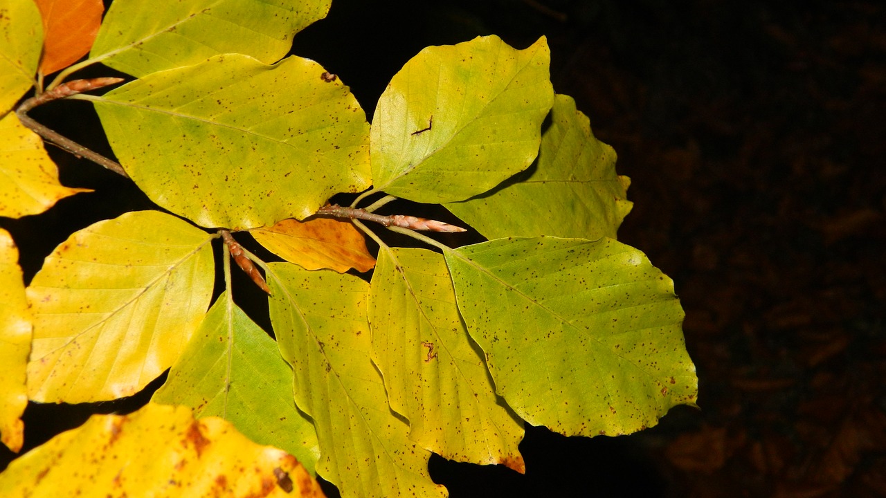 autumn beech leaves dark background free photo