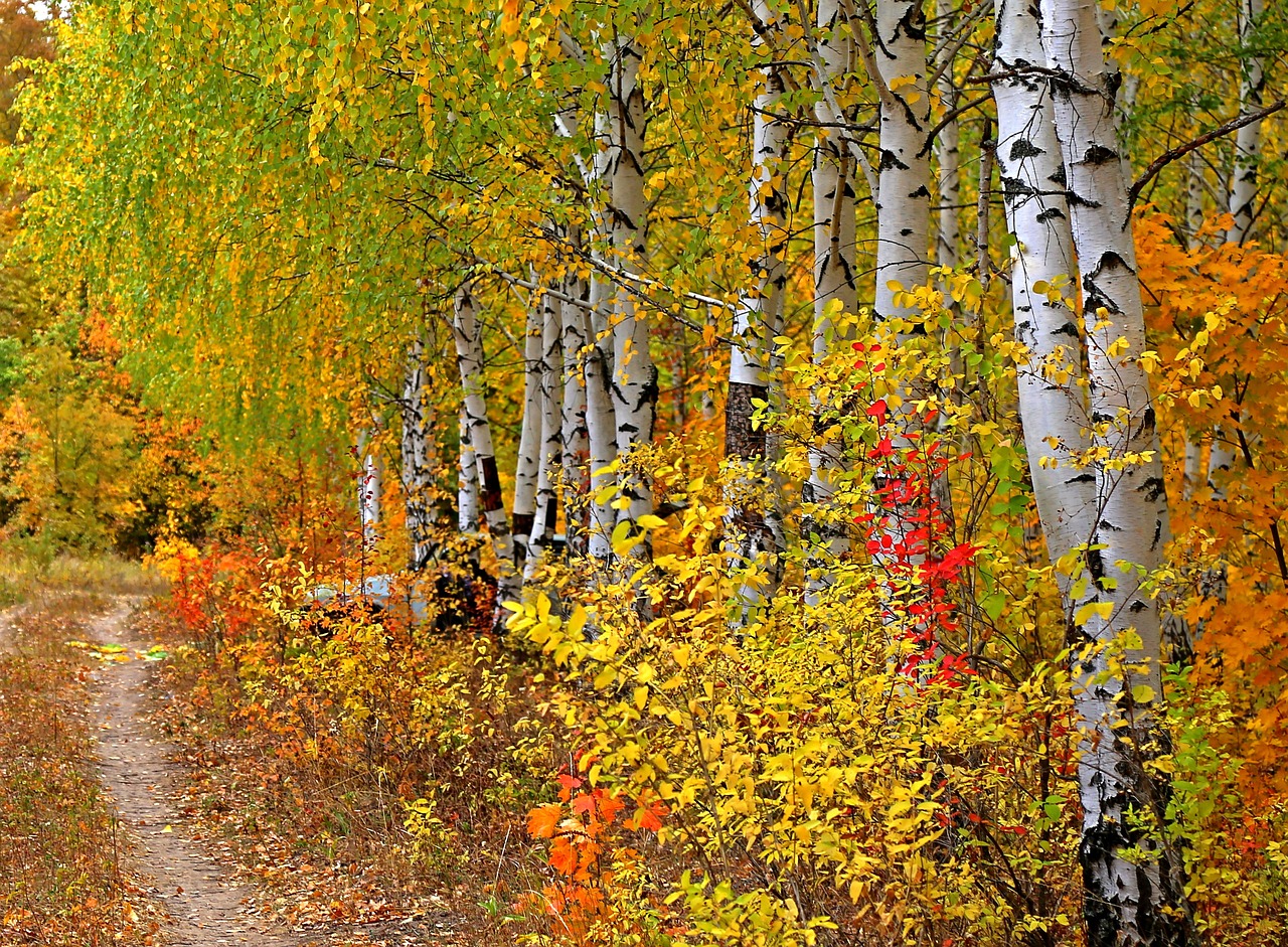 autumn wood sheet free photo