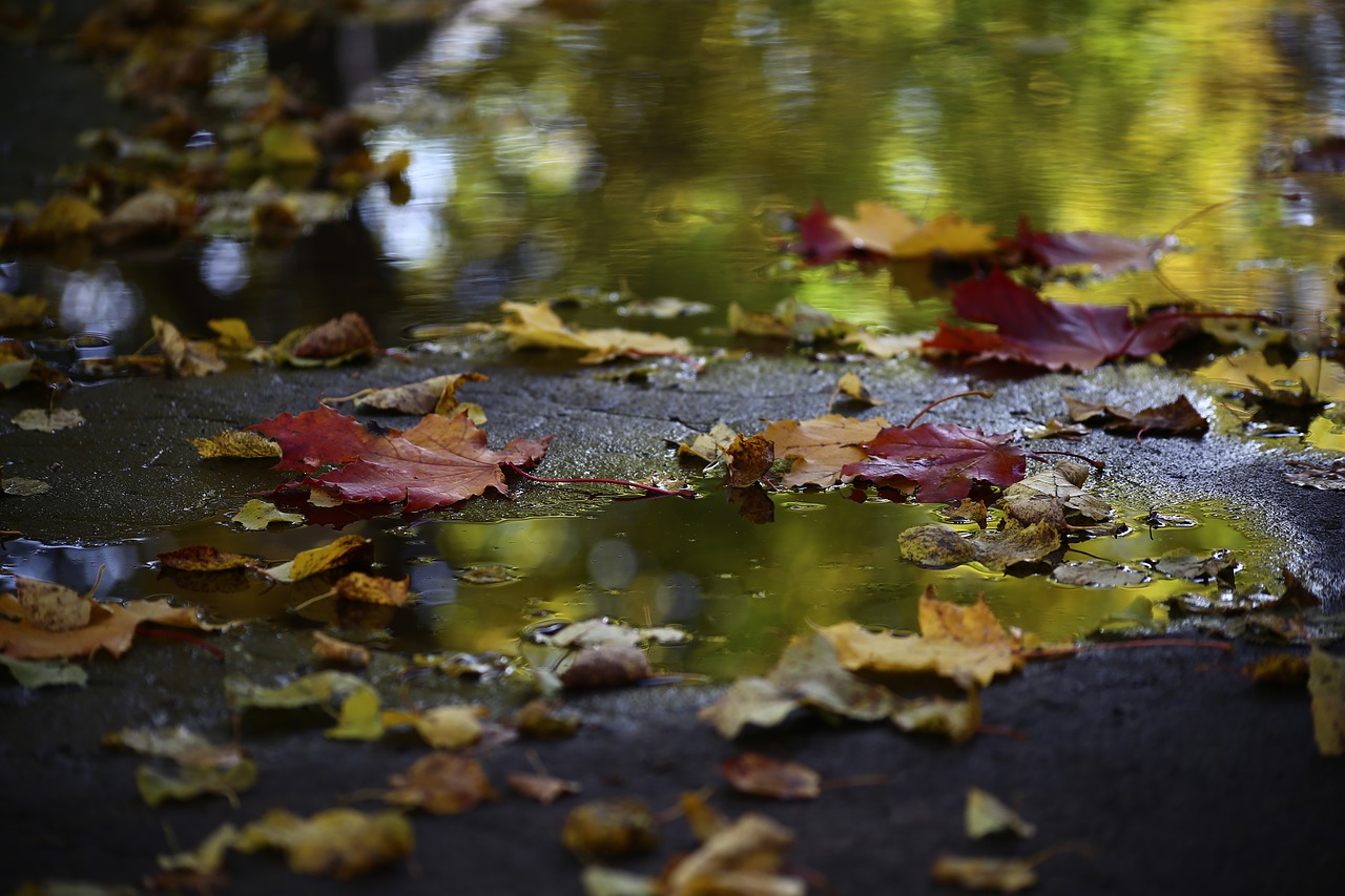 autumn water pond free photo