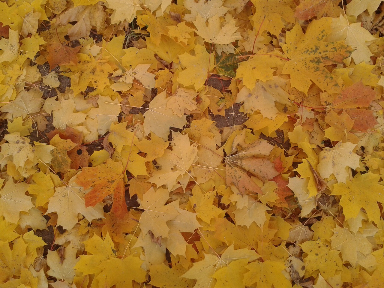 autumn leaves yellow free photo