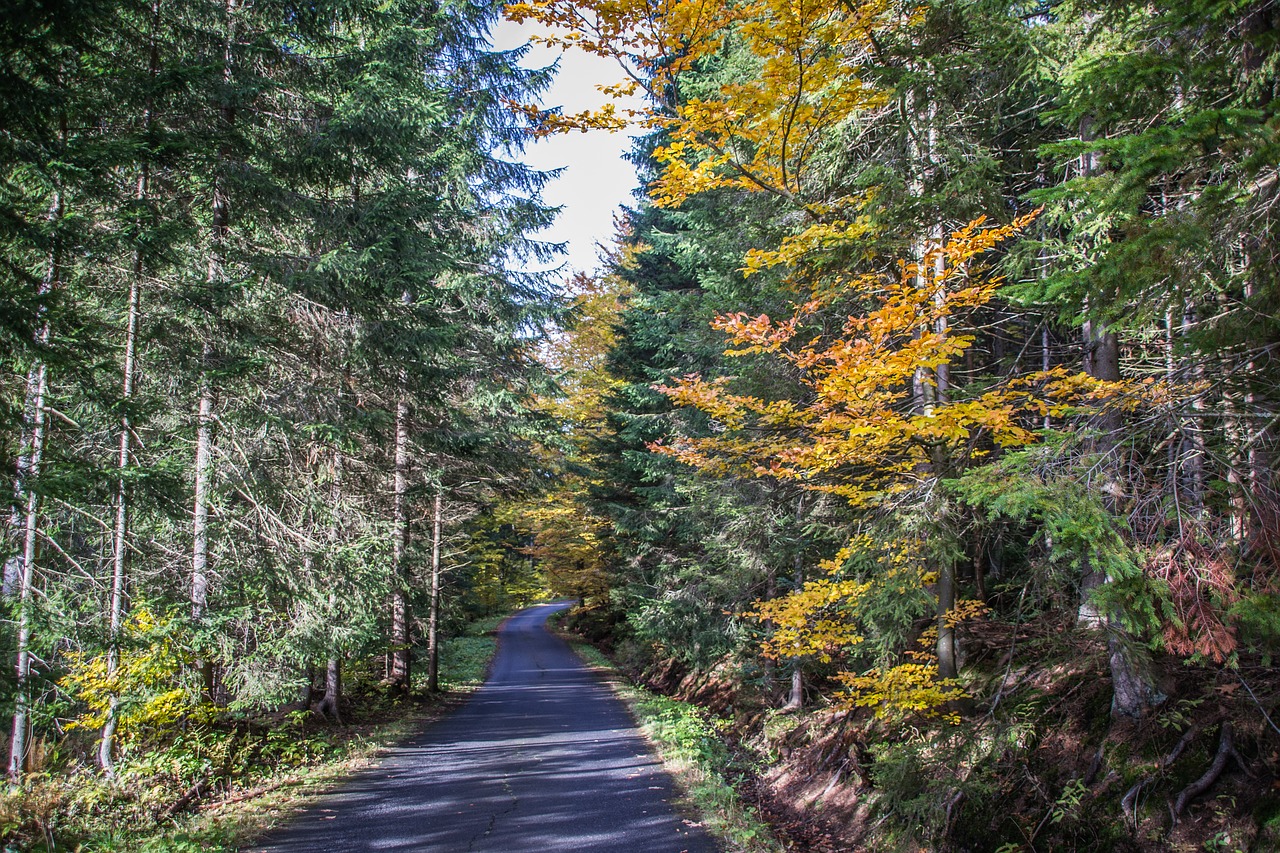 autumn path nature free photo