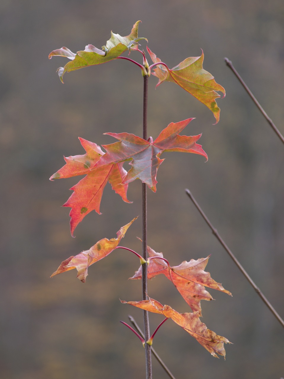 autumn leaves nature free photo