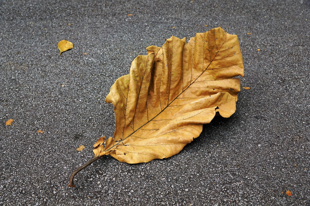 autumn leaf nature free photo