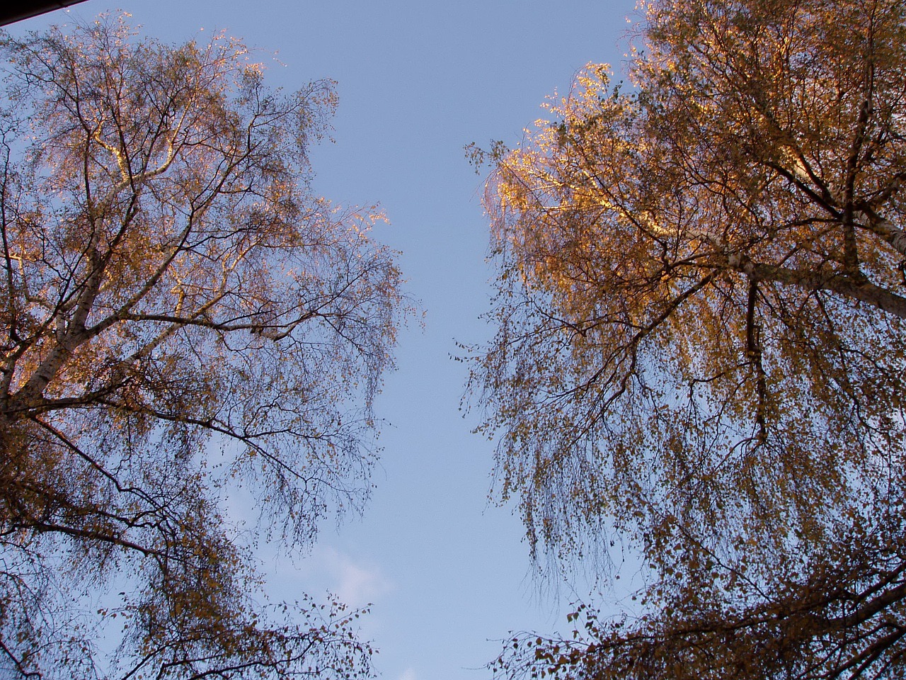 autumn fall foliage book free photo