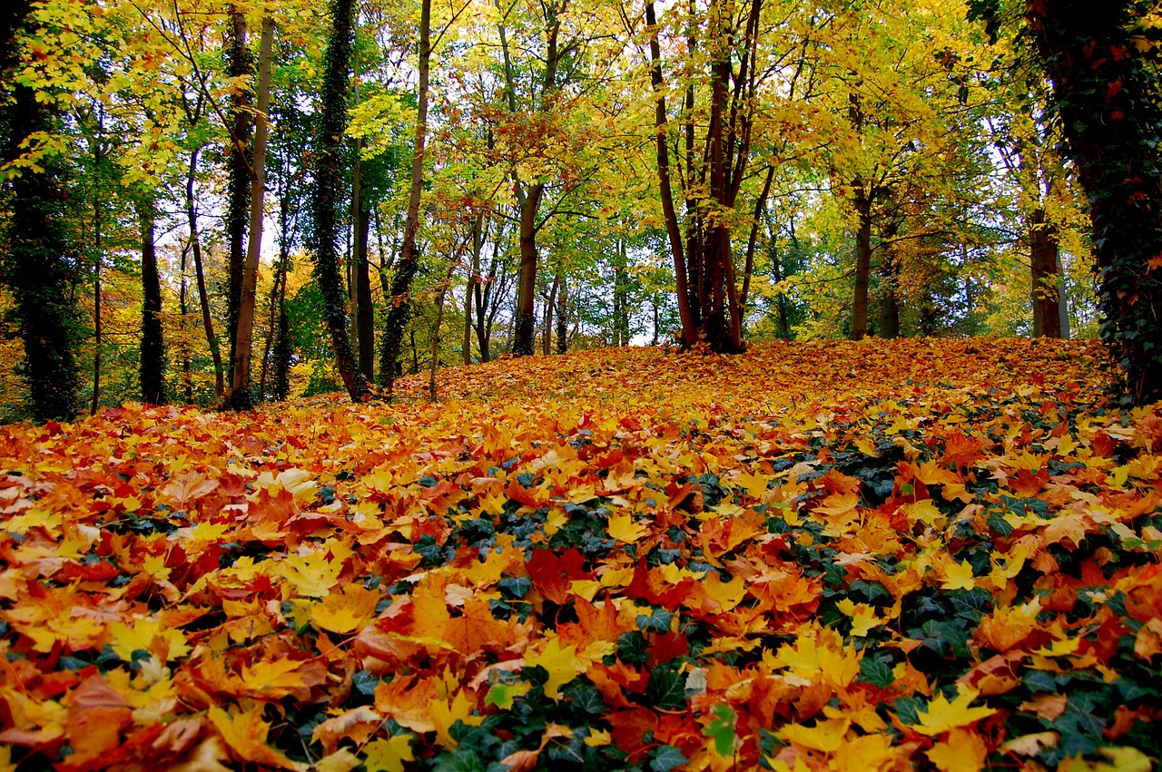 autumn leaf season free photo