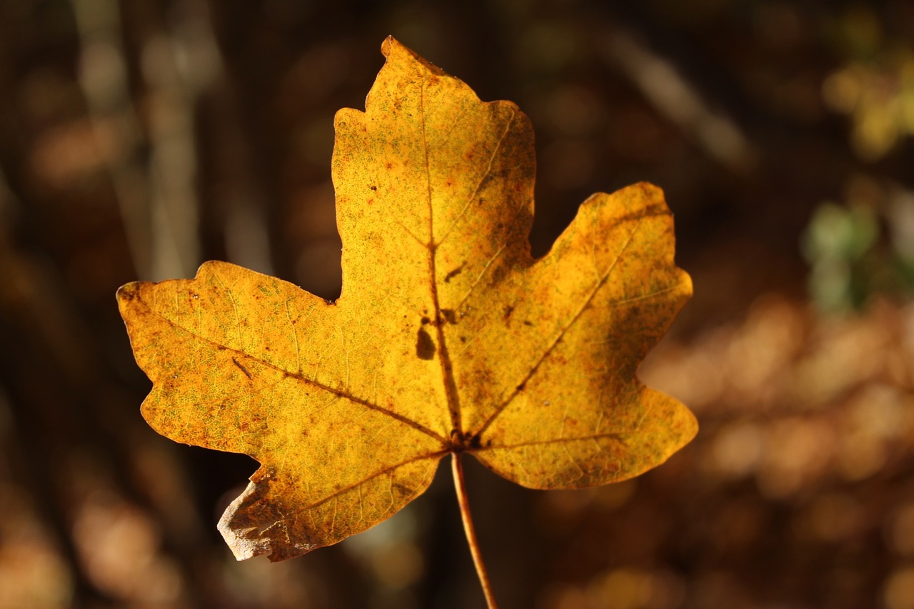 autumn  leaf  natural free photo