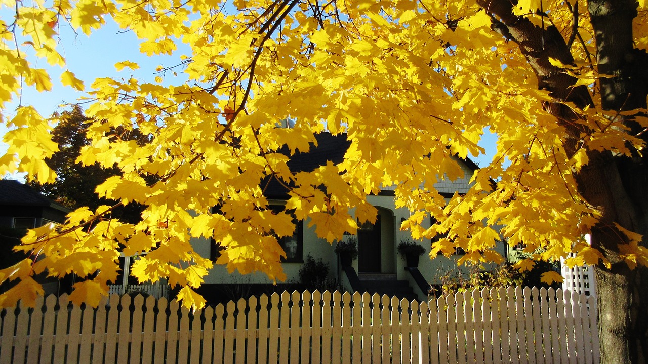 autumn  maple tree  yellow leaf free photo