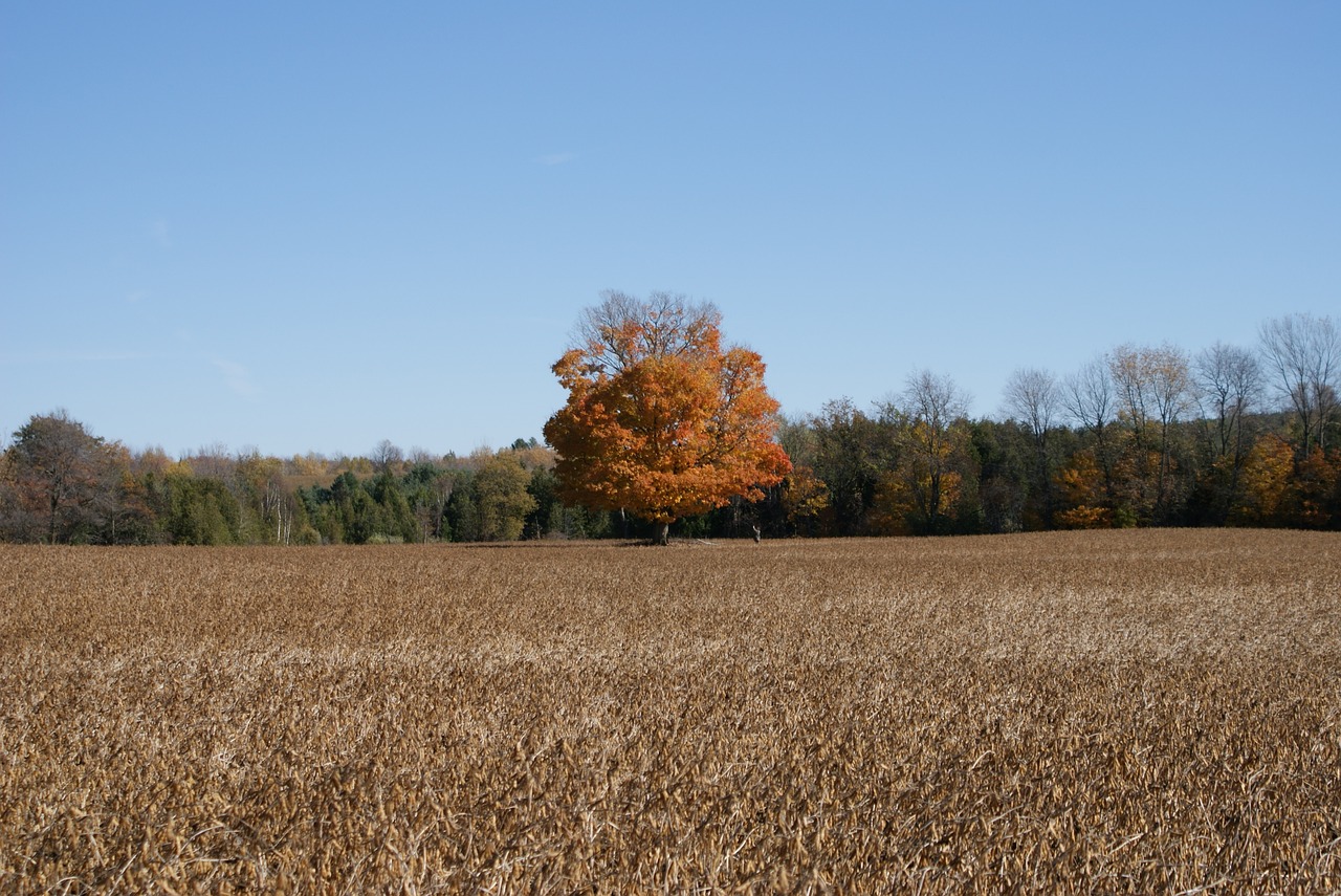 autumn  nature  tree free photo