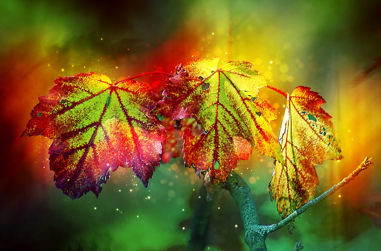 autumn  color  leaves free photo