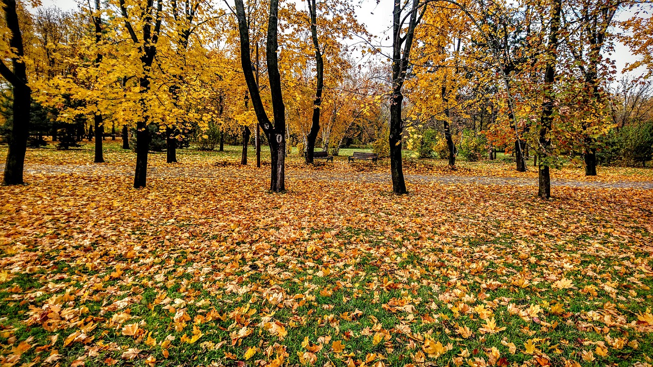 autumn  sheet  nature free photo