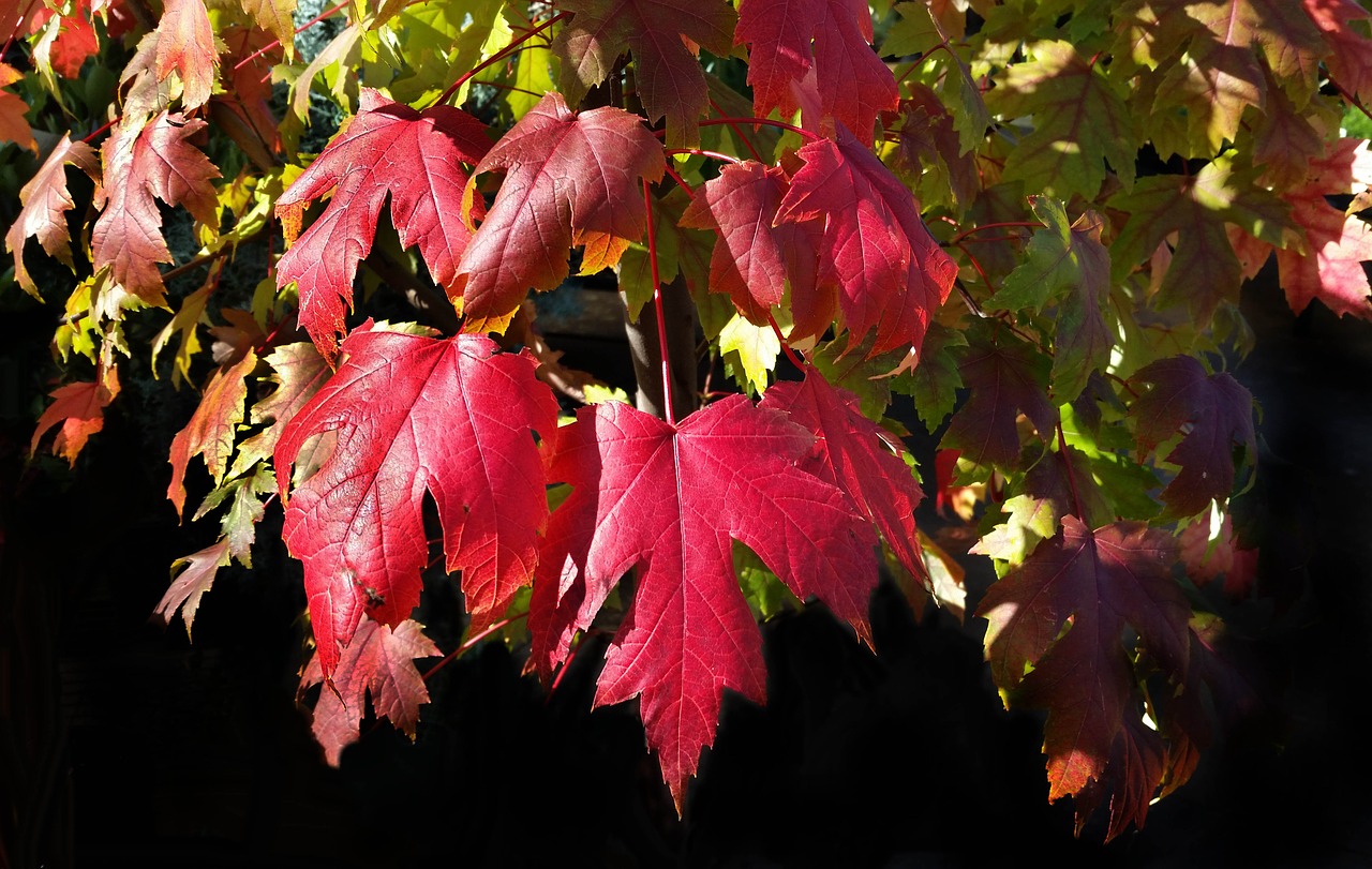 autumn  leaf  fall free photo