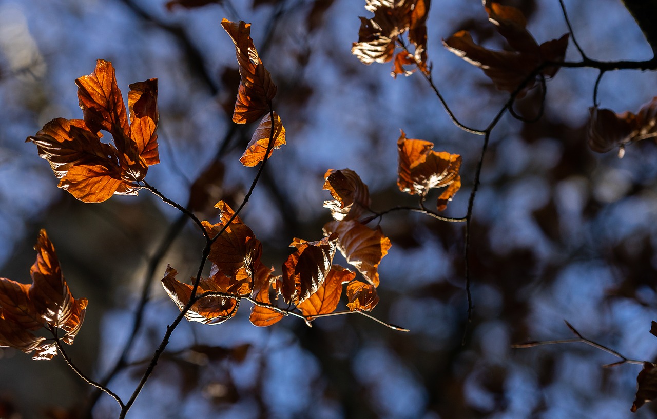 autumn  season  tree free photo