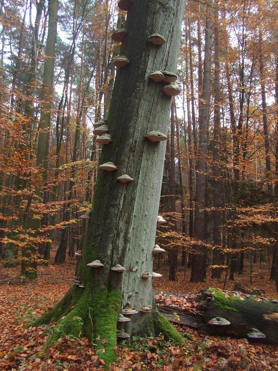 autumn forest tree fungi free photo