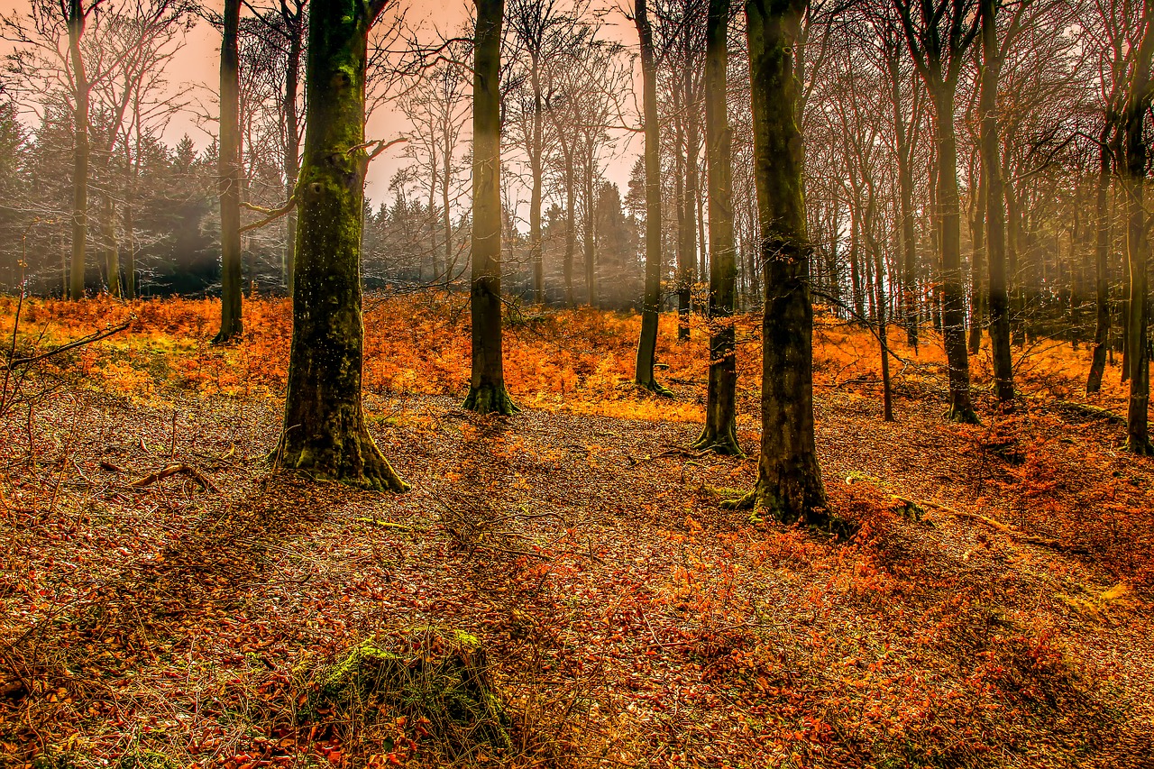 autumn  forest  tree free photo