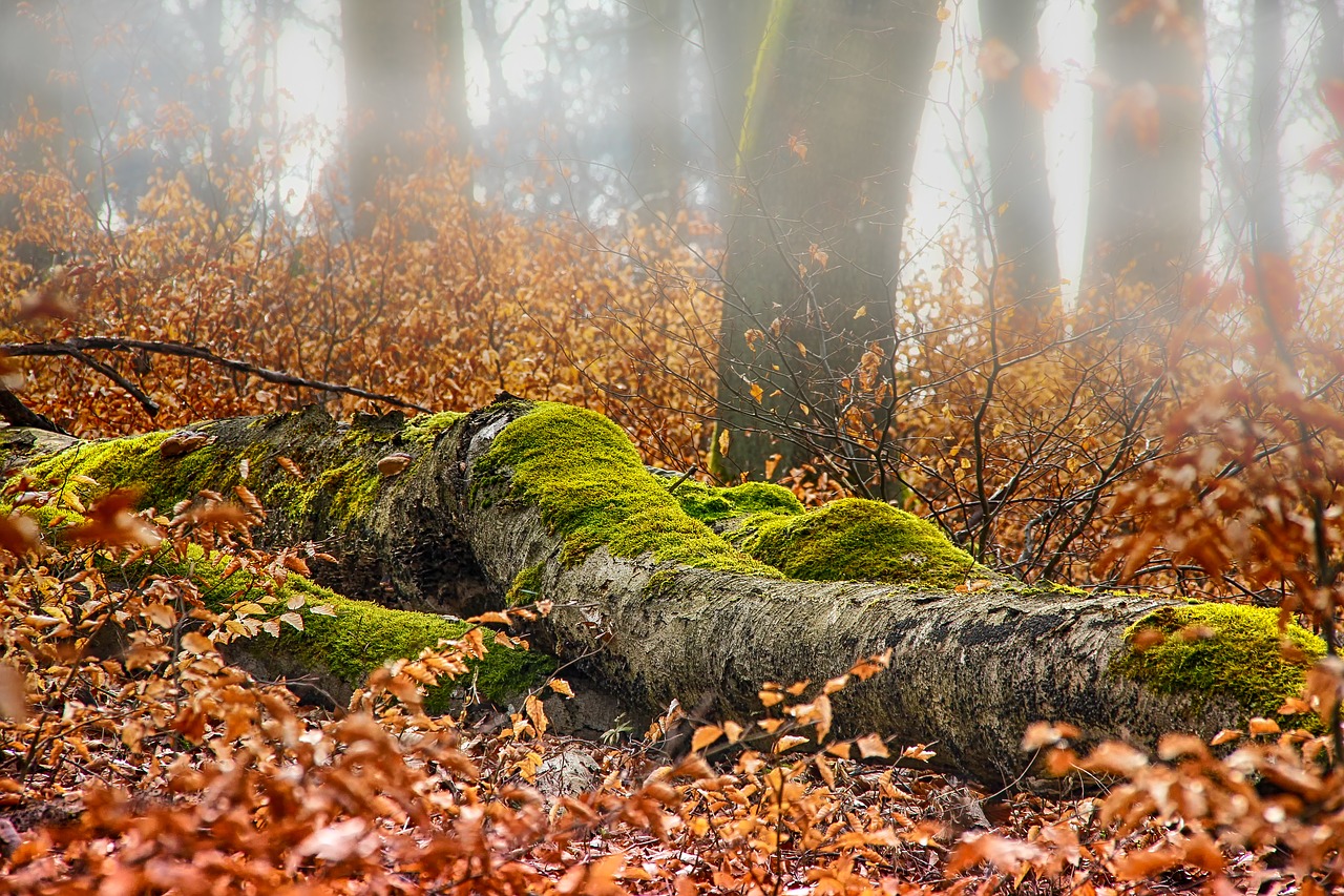 autumn  forest  log free photo