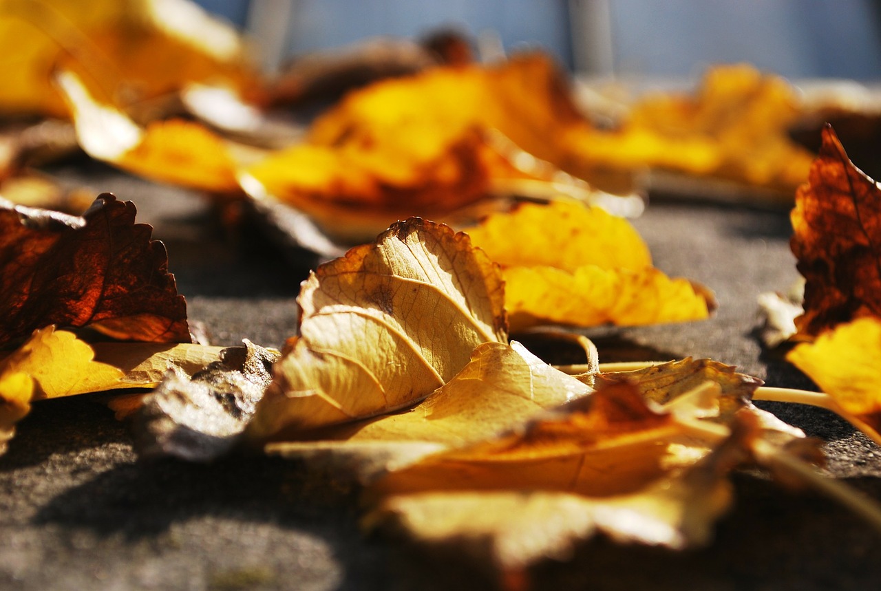 autumn leaves orange free photo