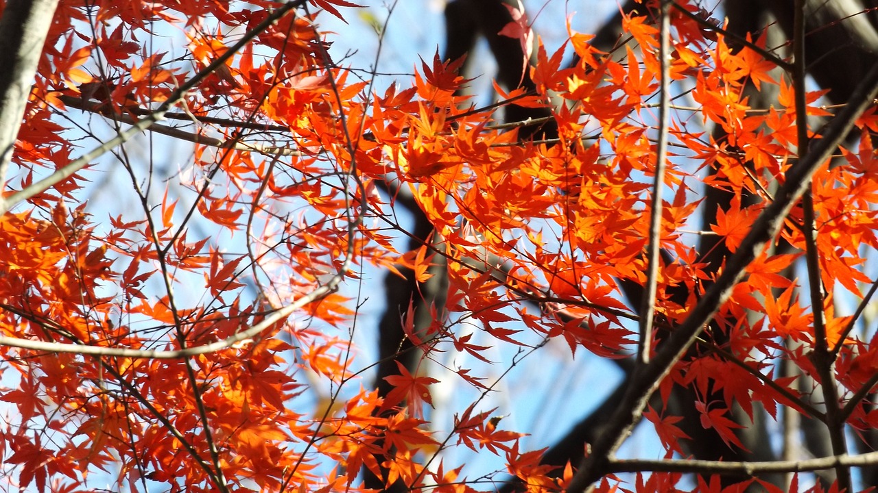 autumn  leaf  season free photo