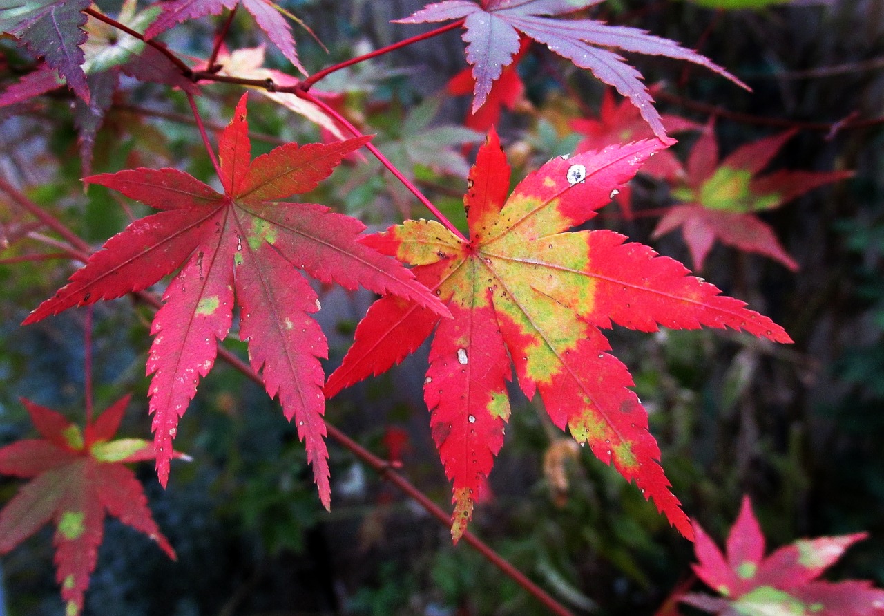 autumn  leaf  nature free photo