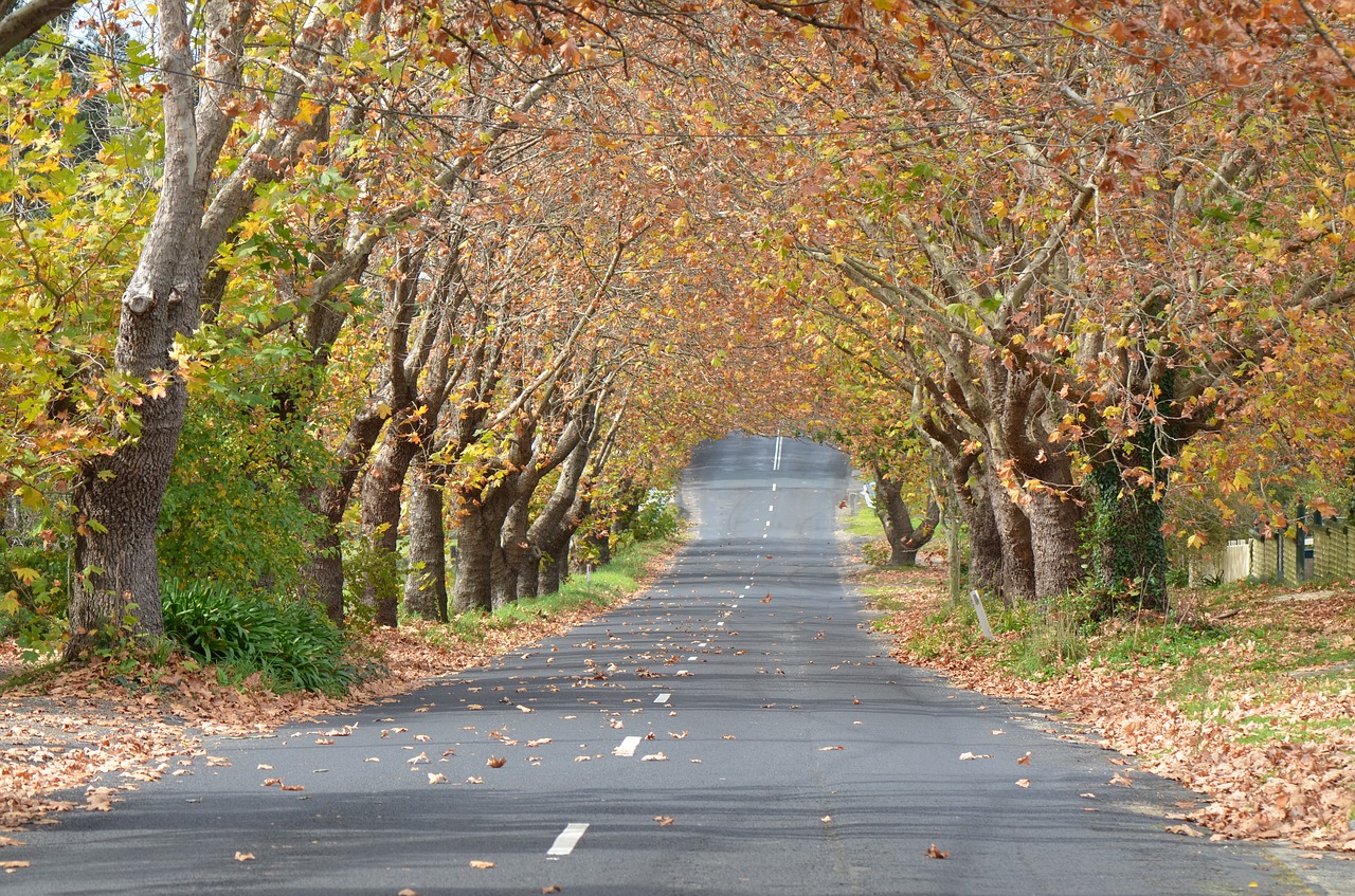 autumn  landscape  leaves free photo