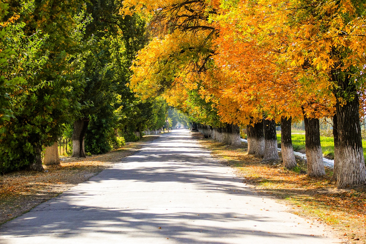 autumn  forest  golden autumn free photo