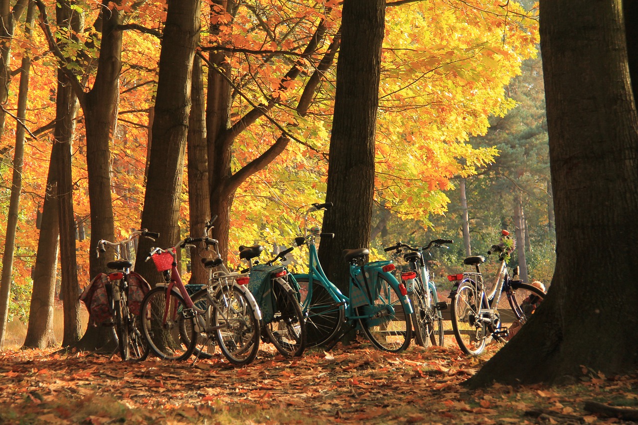 autumn  cycling  color free photo