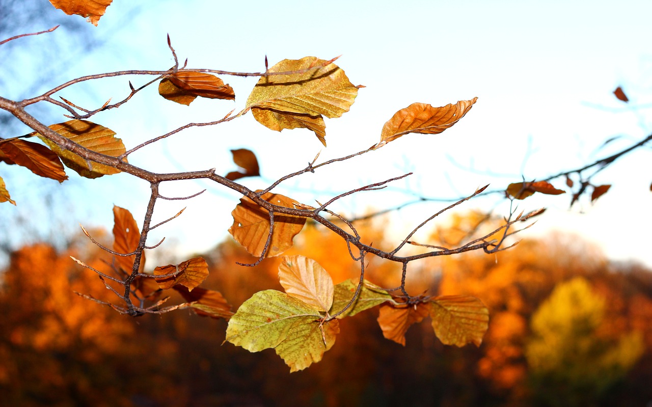 autumn  foliage  pożółknięte free photo