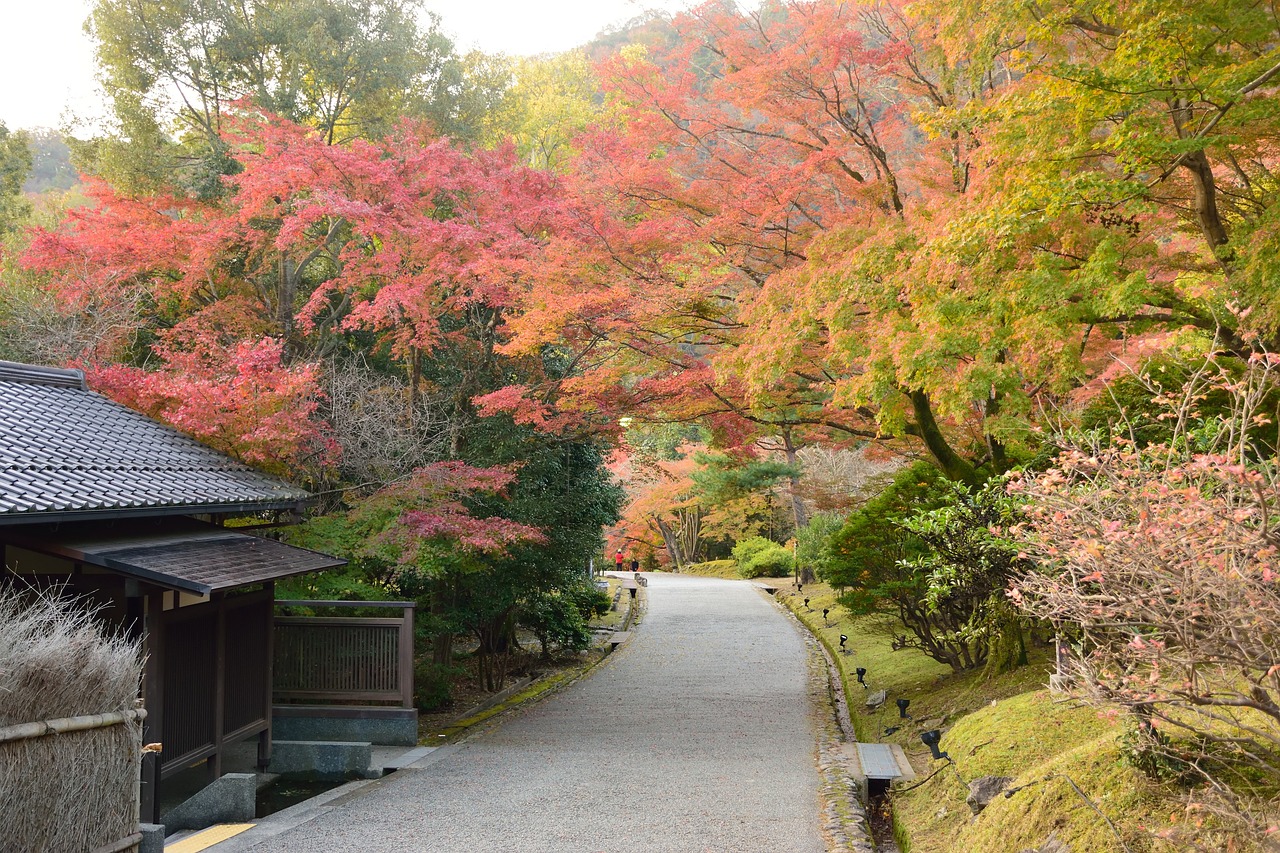 autumn  tree  japan free photo