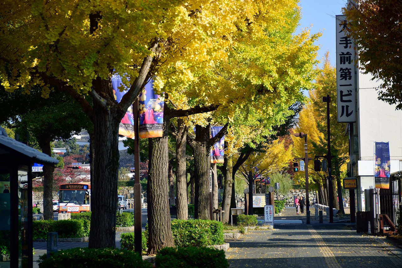 autumn  tree  japan free photo