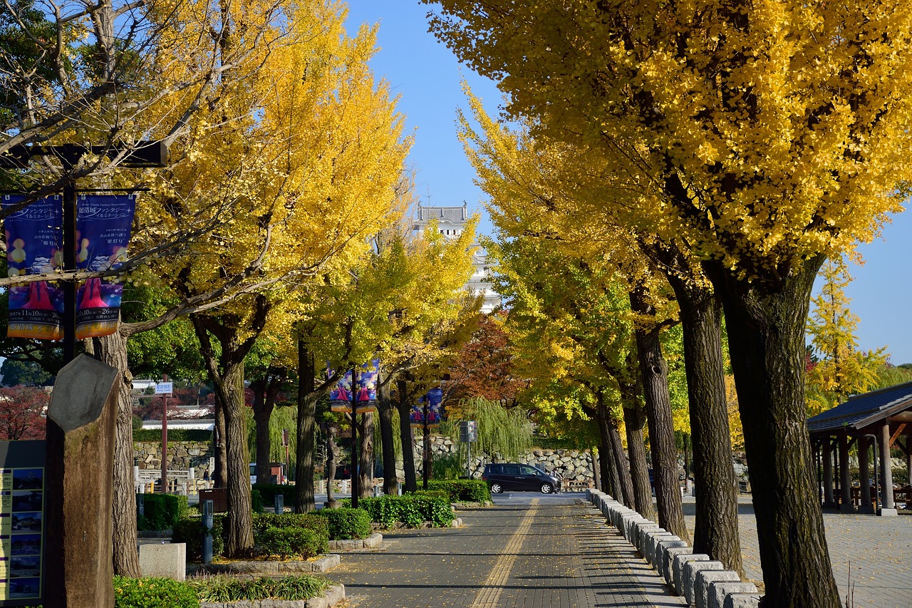 autumn  tree  japan free photo