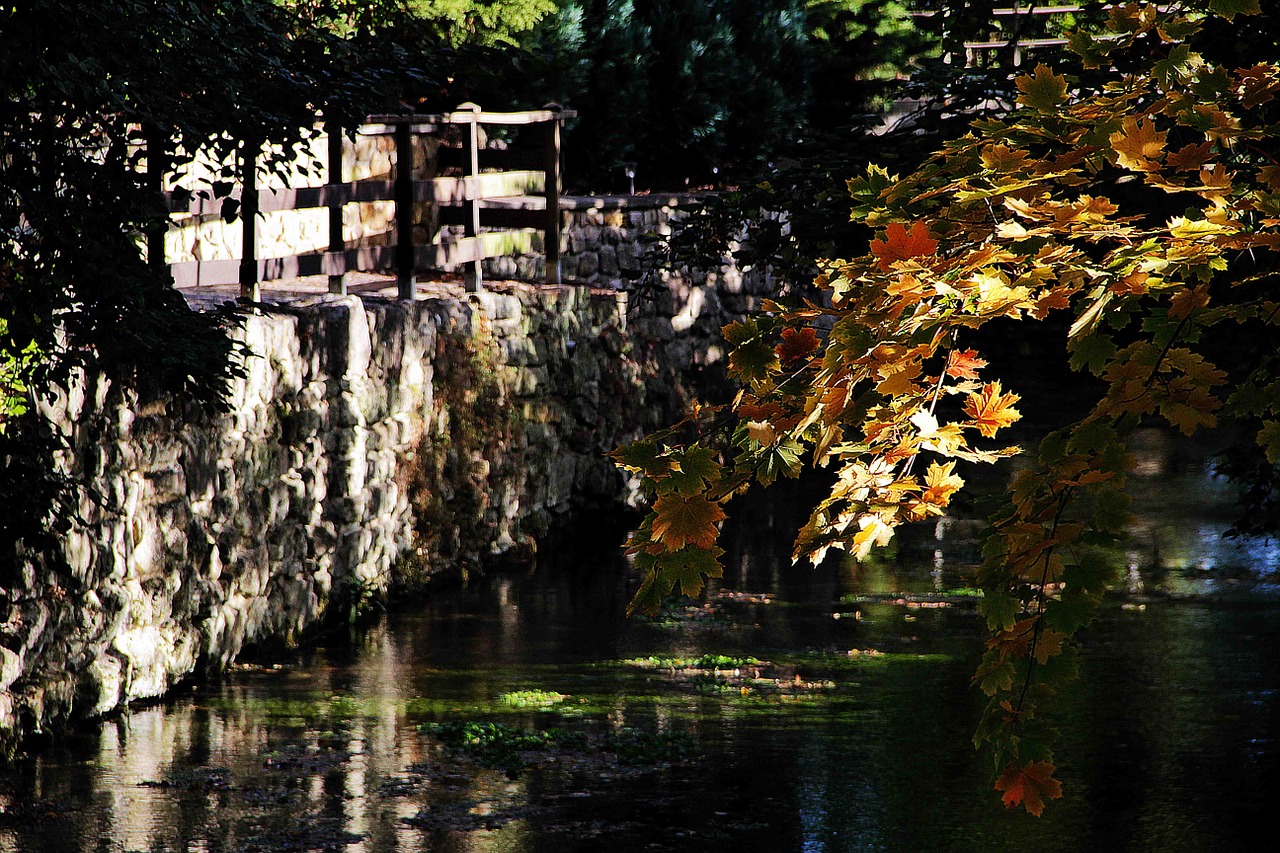 autumn golden autumn leaves in the autumn free photo