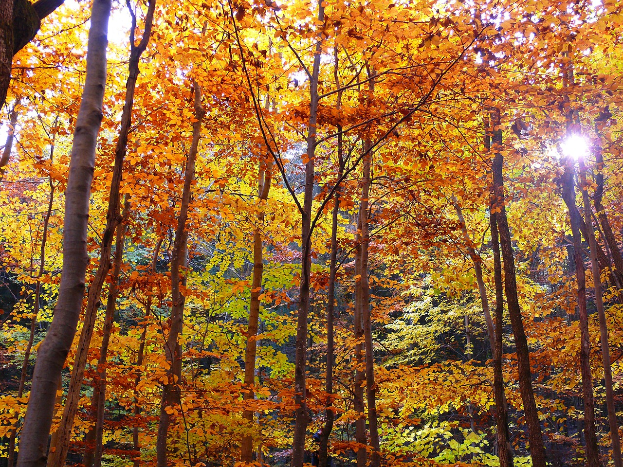 autumn forest autumn forest free photo