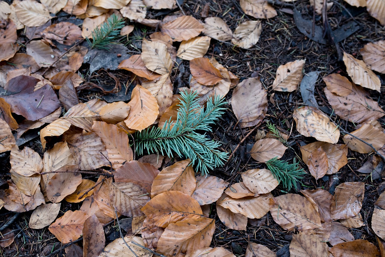 autumn  leaves  autumn leaves free photo