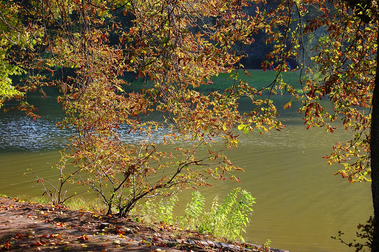 autumn lake tree free photo