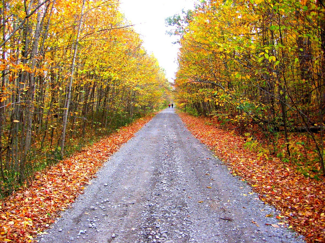 autumn fall colors free photo