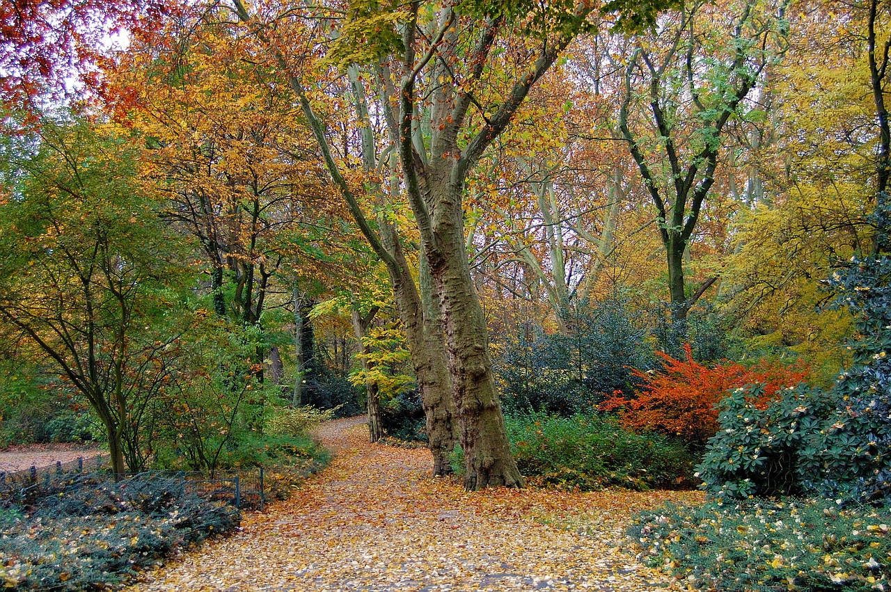 autumn forest park free photo