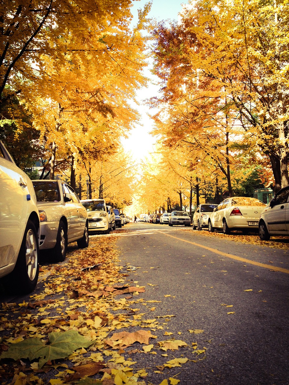 autumn street break free photo