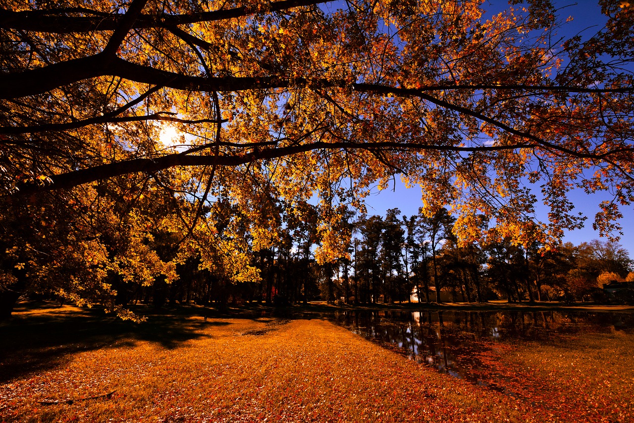 autumn  landscape  trees free photo