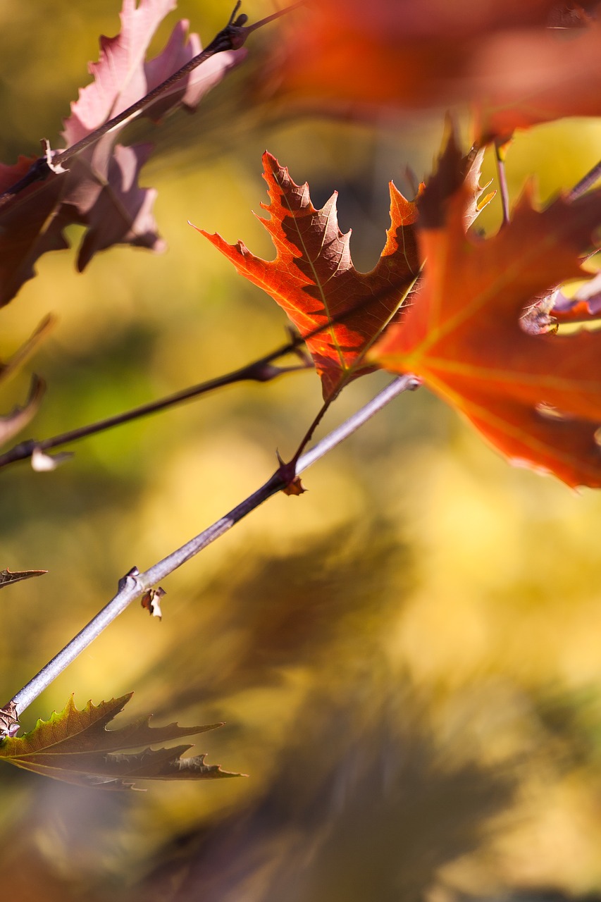 autumn  color  nature free photo